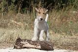 FOX TERRIER 067